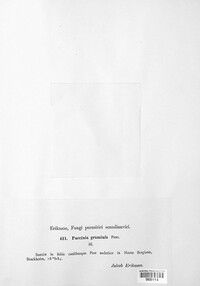 Puccinia graminis image